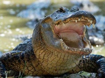 Pastor es devorado por cocodrilo mientras bautizaba en un lago de África