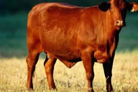 Nacimiento de novilla roja amplía intereses para Tercer Templo