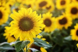 Mujer prueba que salmo 69: 34 se cumple en estos girasoles