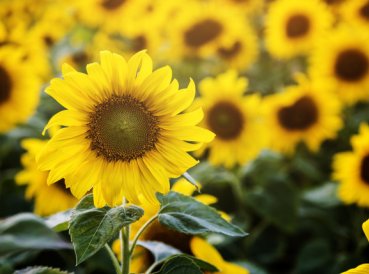 Mujer prueba que salmo 69: 34 se cumple en estos girasoles