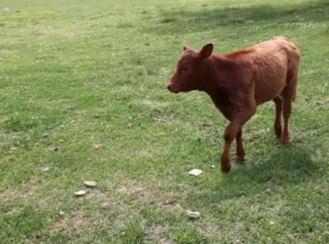 Rabino relaciona novilla roja con la venida del Mesías