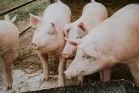“No luches con cerdos” (Pensamientos sobre cómo manejar las críticas)